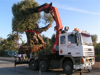 Transporte de rboles